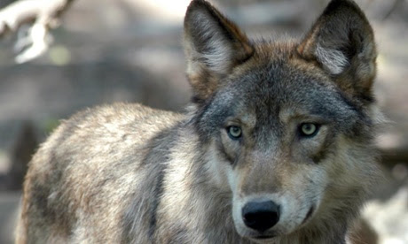 Grey wolves have been confirmed as far west as California and Oregon and as far east as Michigan