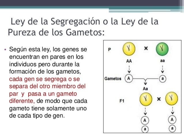 Caracteristicas De La Primera Ley De Mendel Ley Compartir