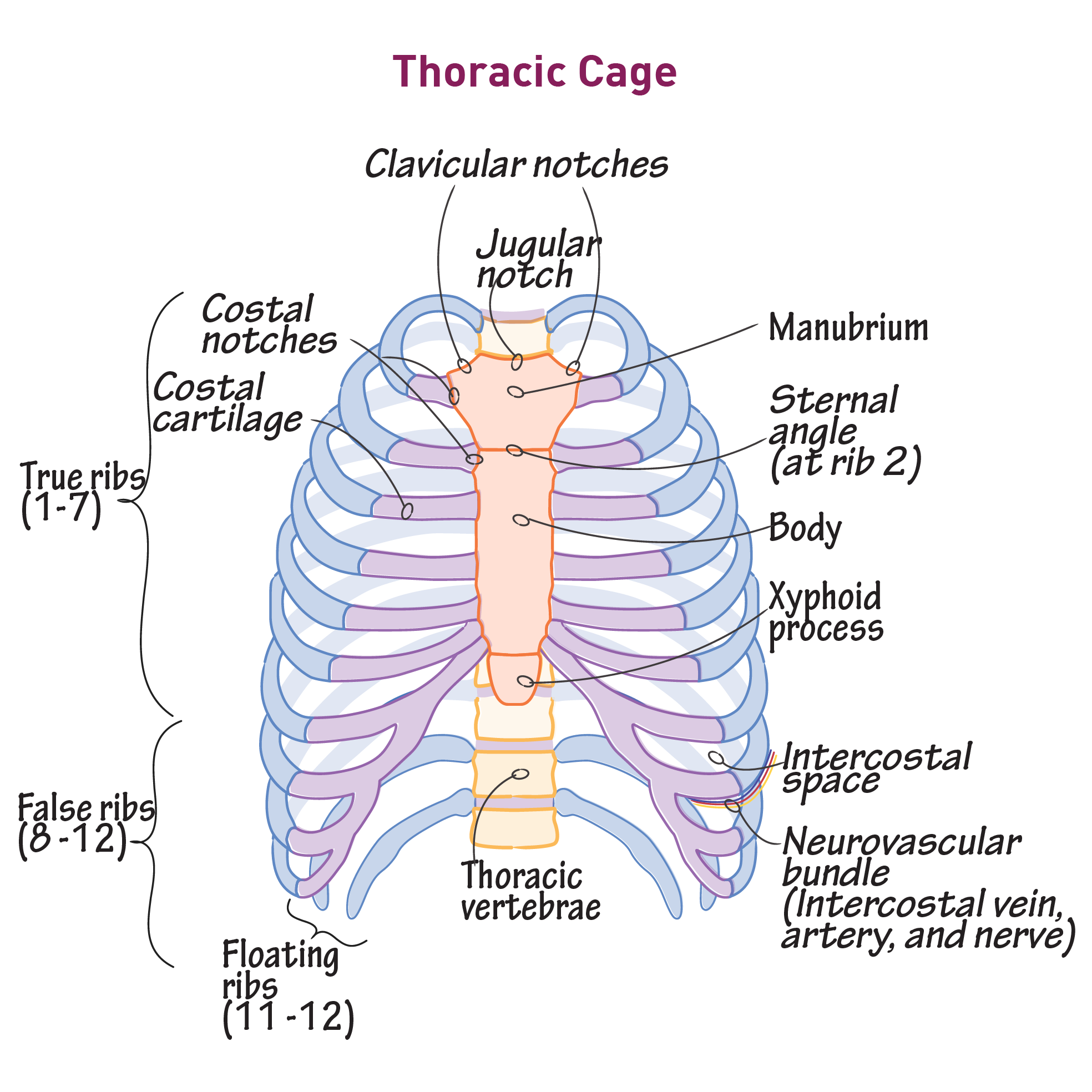 Numbered ribs, sternum, cartilage parts and clavicular articulation. Thoracic Cage Gross Anatomy Flashcards Draw It To Know It