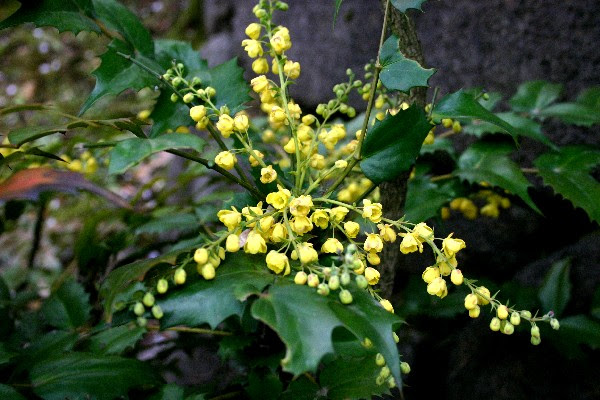 美しい花の画像 最高ヒイラギナンテン 花 言葉
