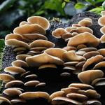 The Earth’s Secret Miracle Worker Is Not a Plant or an Animal: It’s Fungi