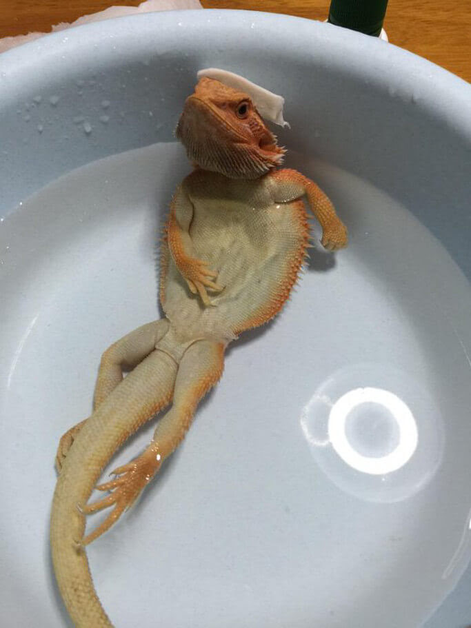上トカゲ 可愛い 画像 最高の動物画像