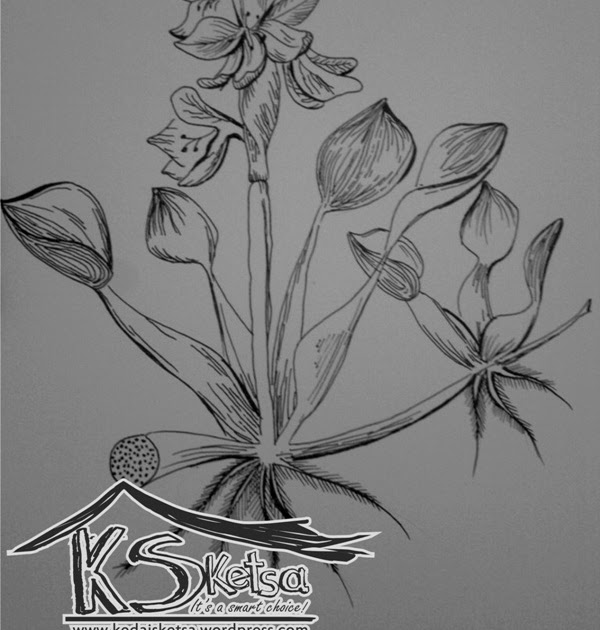  Sketsa  Gambar Bunga Eceng  Gondok  Koleksi Gambar Bunga