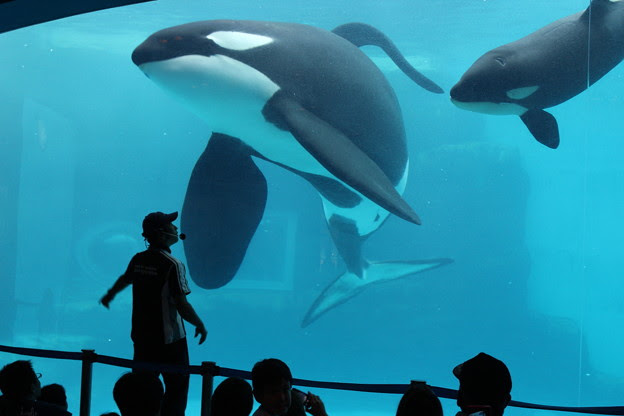 すべての花の画像 エレガントシャチ 水族館 名古屋