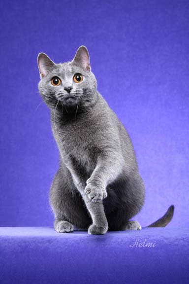 Cats in pictures, photos and videos: Oriental Longhair Cat ...