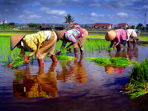 Gambar Orang Menanam  Padi  Di Sawah Tempat Berbagi Gambar