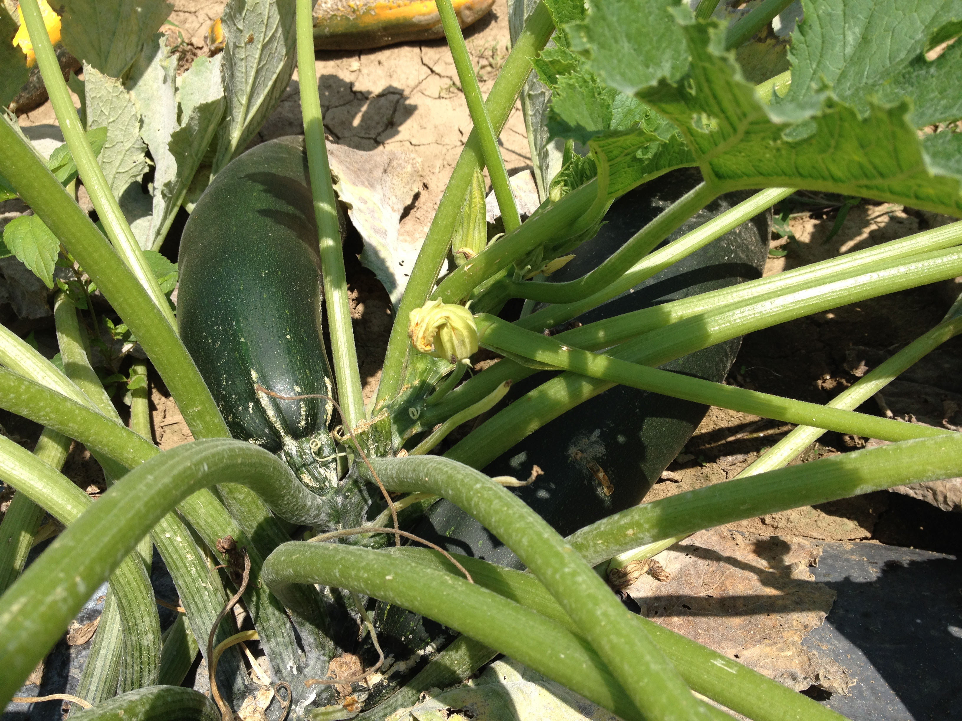 Top free images & vectors for gagootz in png, vector, file, black and white, logo, clipart, cartoon and transparent. Stuffed Gagootz Overgrown Zucchini Day 3 Attheitaliantable Com