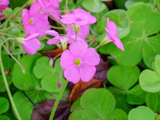 トップ 100 ピンク クローバー 花 最高のネイル画像