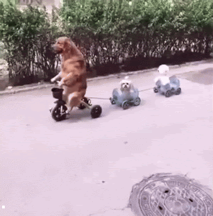 新着犬 面白 Gif アニメ画像