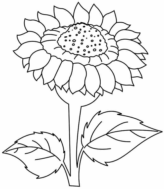 Supercoloring.com is a super fun for all ages: Sun Flower Line Drawing Clip Art Library