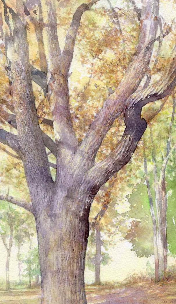 美しい花の画像 無料印刷可能樹木 イラスト リアル