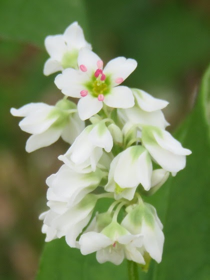最高綺麗 な 名前 花 すべての美しい花の画像