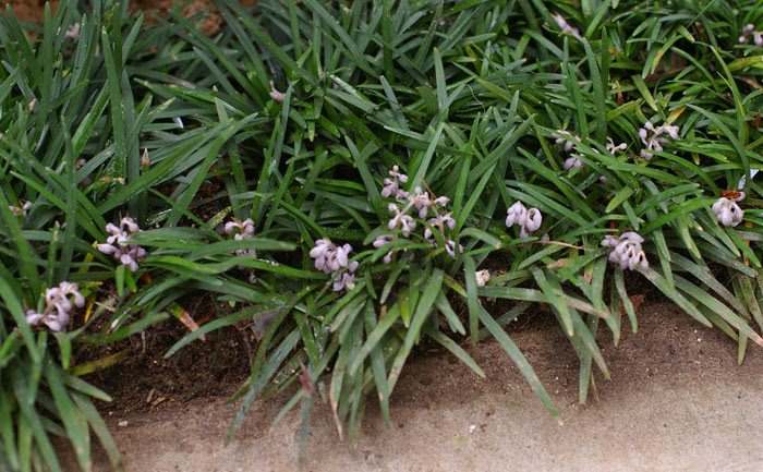 美しい花の画像 最高のリュウノヒゲ 花
