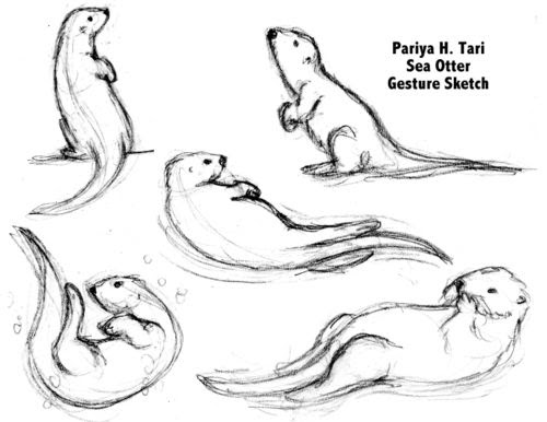 How To Draw An Otter Easy Step By Step
