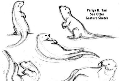 how to draw otters How to draw an otter easy step by step