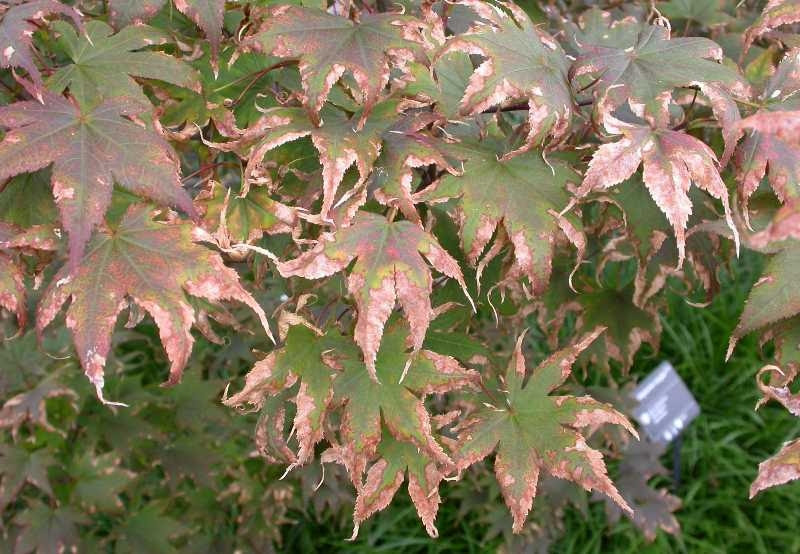 However, not just any fertilizer will do. Japanese Maples Do Sunburn Hort Coco Uc Master Gardener Program Of Contra Costa Anr Blogs
