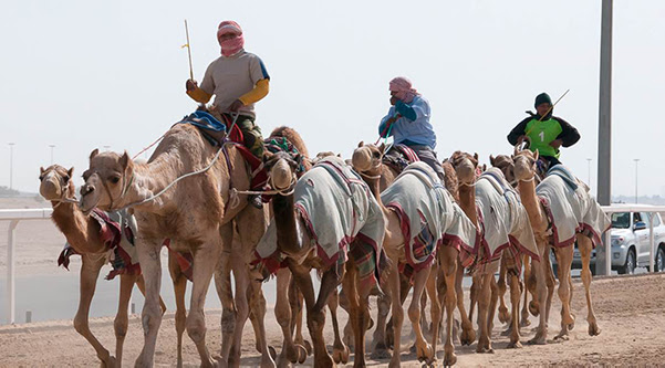 Camel-Riding Robot Jockeys blog
