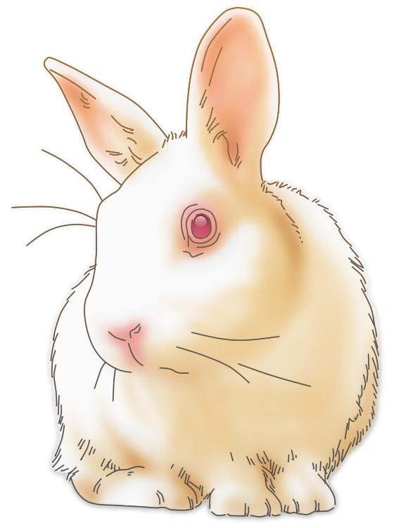 上ウサギ イラスト リアル ただのディズニー画像