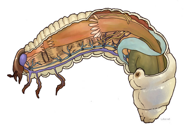 印刷可能 カブトムシ 幼虫 イラスト フリー たつく