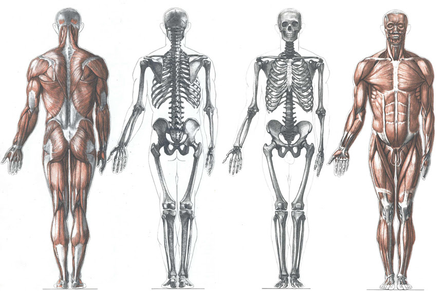 Abrahams, a clinical anatomist, has lent his knowledge to an audio tour of the exhibit of leonardo's anatomical drawings that opened may 4 in buckingham palace. Human Anatomy Drawing At Getdrawings Free Download