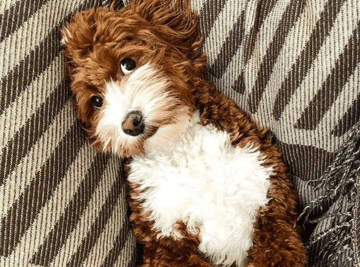 Poodle Doodle Keto - 30 Best Ever Keto Candy Recipes Word ...