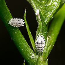 I had a gnat problem for 6 months i finally figured out if i use the sticky stakes in conjunction with garden safe houseplant and garden insect killer sprayi got rid of all of them. Safer Brand Insect Killing Soap Concentrate 16oz