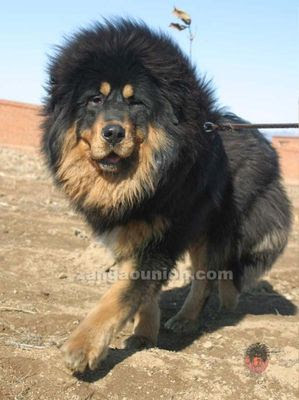 最も気に入った 犬科 最強 人気のある画像を投稿する