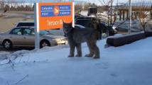 VIDEO. Canada : elle se retrouve nez à nez avec un lynx