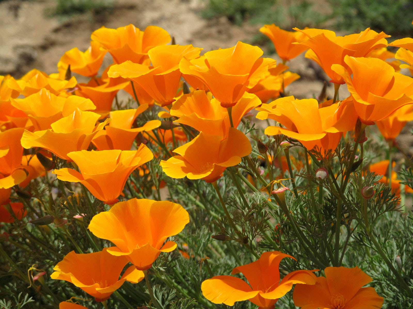 california-poppy.jpg
