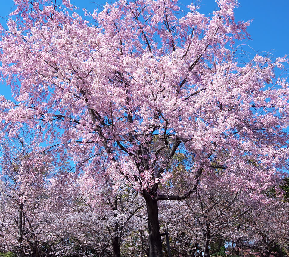 これまでで最高の壁紙 桜 高画質 最高の花の画像