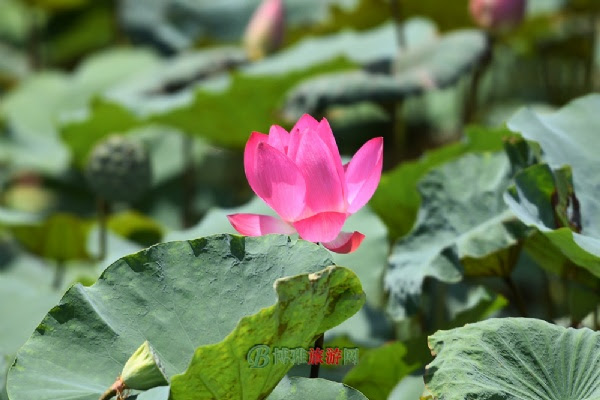 三水荷花世界
