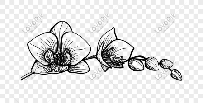 Sketsa Gambar Bunga Anggrek - Contoh Sketsa Gambar