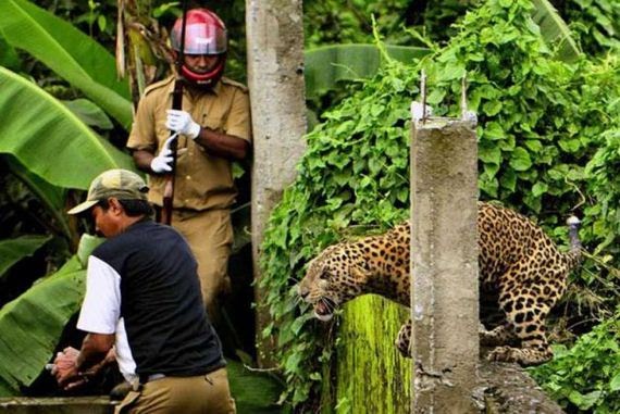 { GAMBAR } Harimau Bintang Cederakan Penduduk Kampung 