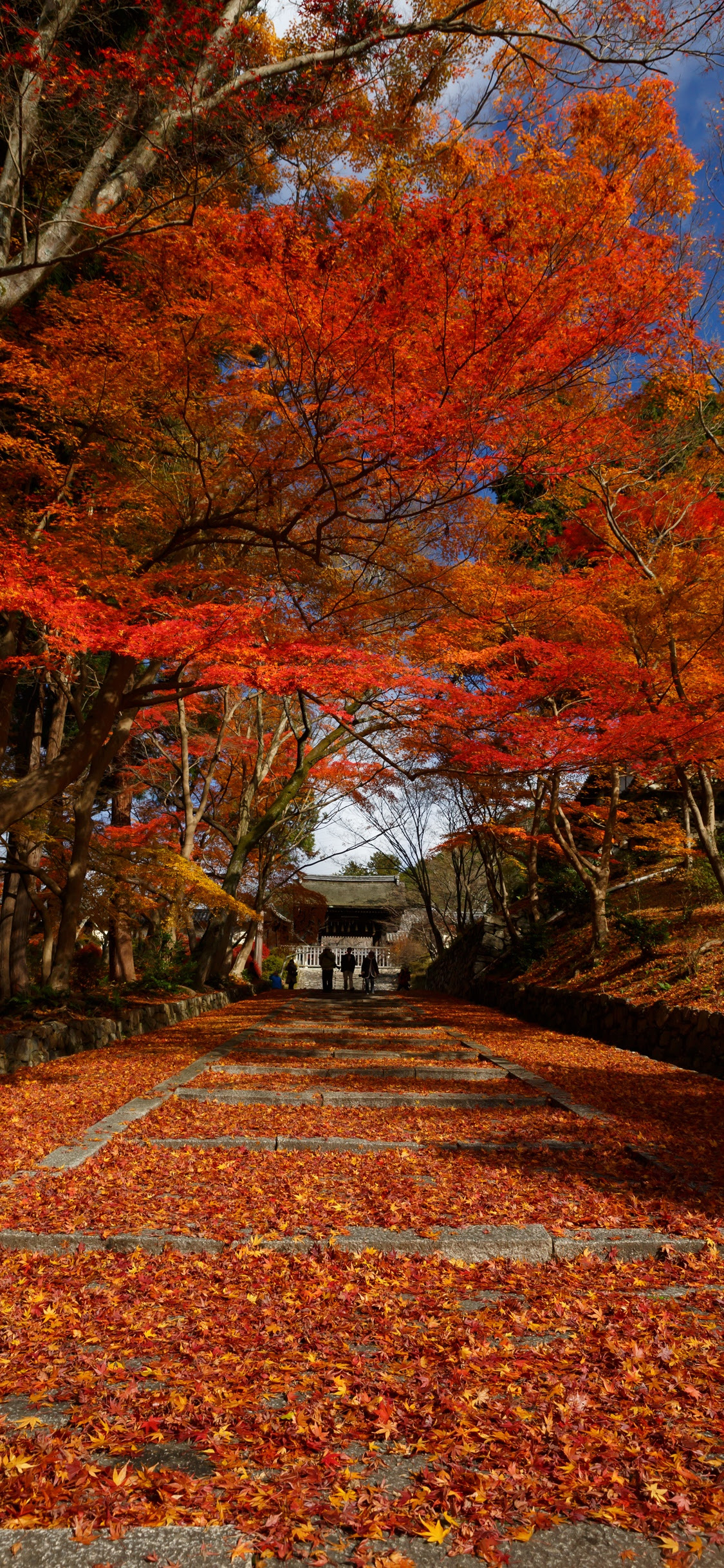 新着紅葉 壁紙 Iphone 美しい花の画像