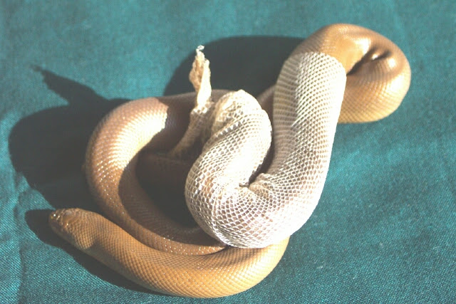 Dangerous Snakes: snake shedding skin