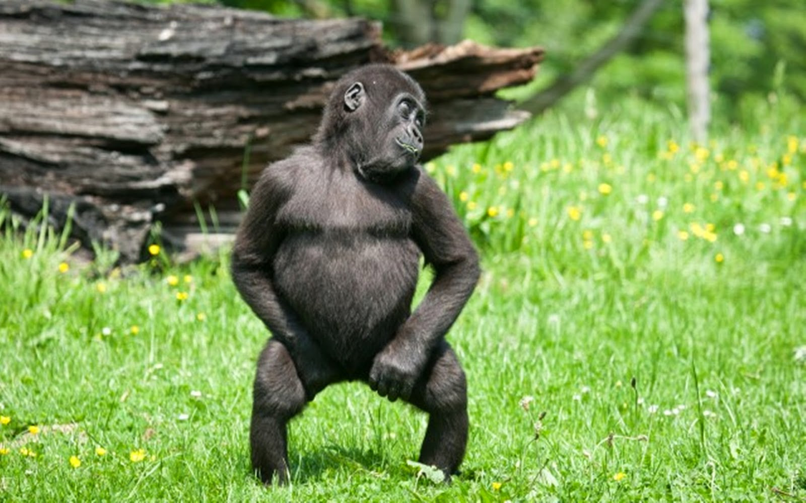 Funny Animals Dancing 28 High Resolution Wallpaper Funnypictureorg