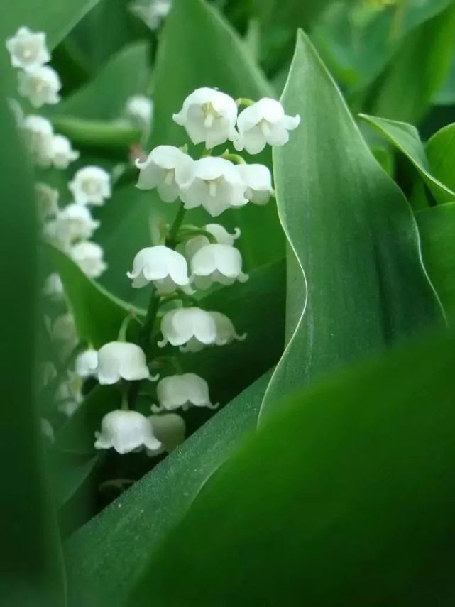 すべての花の画像 Hd限定鈴蘭種