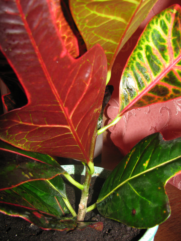 Check spelling or type a new query. This Amazing Croton Mammy Codiaeum