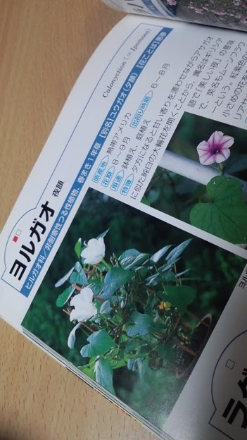 最高の壁紙hd おしゃれな 夜顔 花言葉