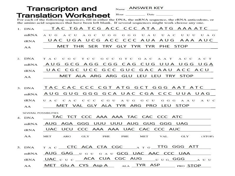 Maybe you would like to learn more about one of these? Transcription And Translation Practice Worksheet Answer Key Worksheet List