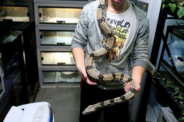 心に強く訴えるボアコンストリクター 飼育 最高の花の画像