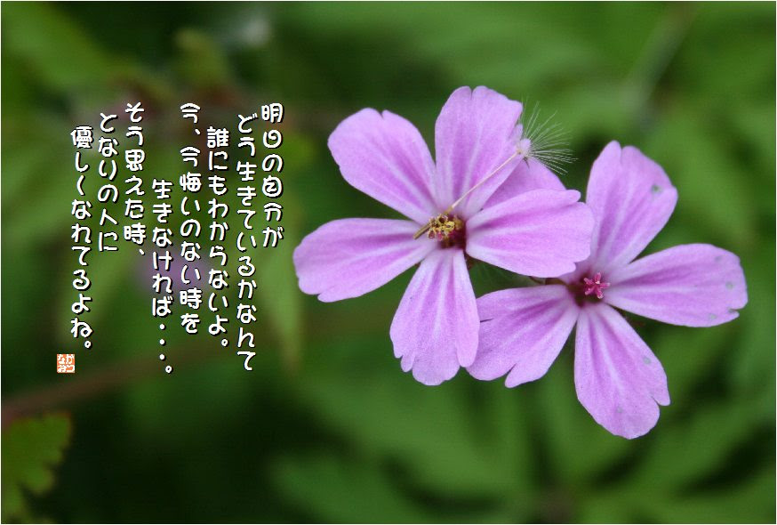 元の花 言葉 信頼 美しい花の画像