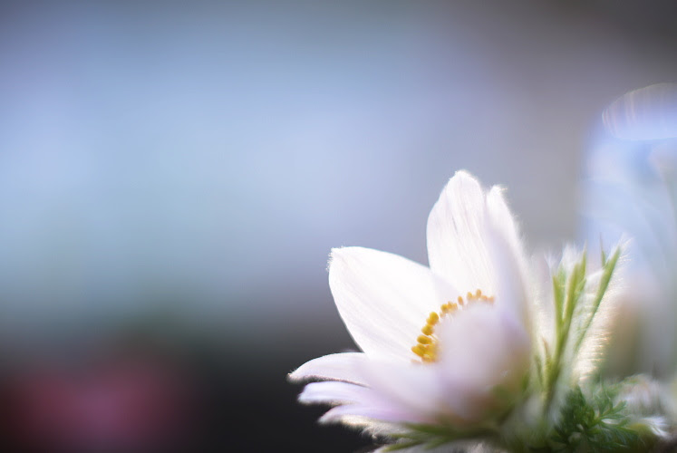 すべての花の画像 ベスト50 壁紙 クリスマスローズ