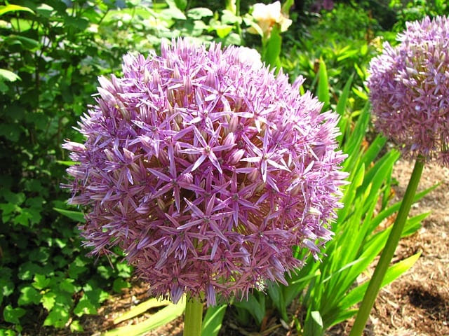 印刷可能 アリューム 花 言葉 2140