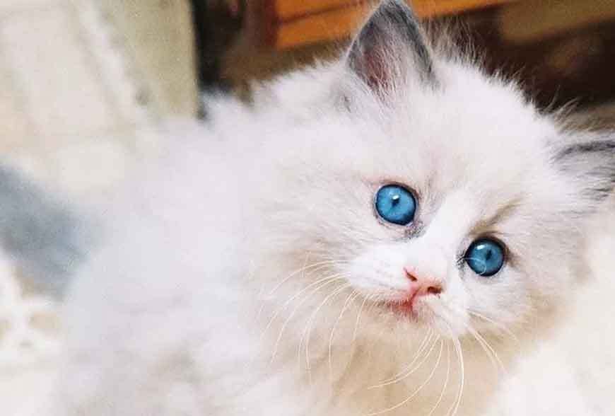  Gambar Kucing Warna Hitam  Putih 81021 Nama Untuk Kucing  