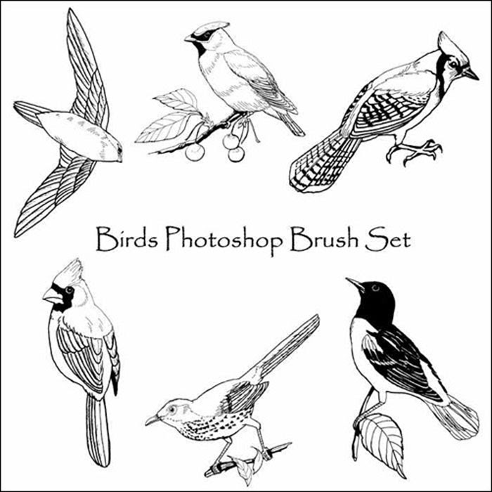 最新手書き 鳥 イラスト シンプル ディズニー画像のすべて