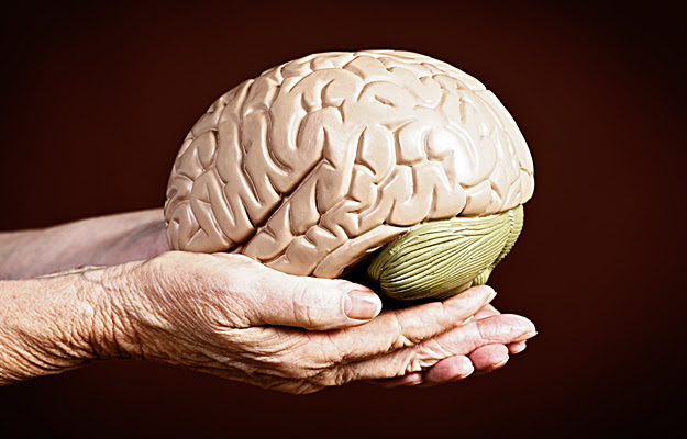 Two hands holding a model of the human brain.