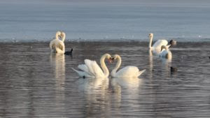 cisnes