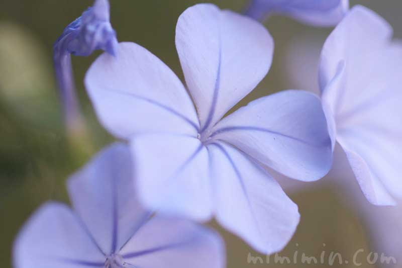 美しい花の画像 驚くばかりブルー ジャスミン 花 言葉