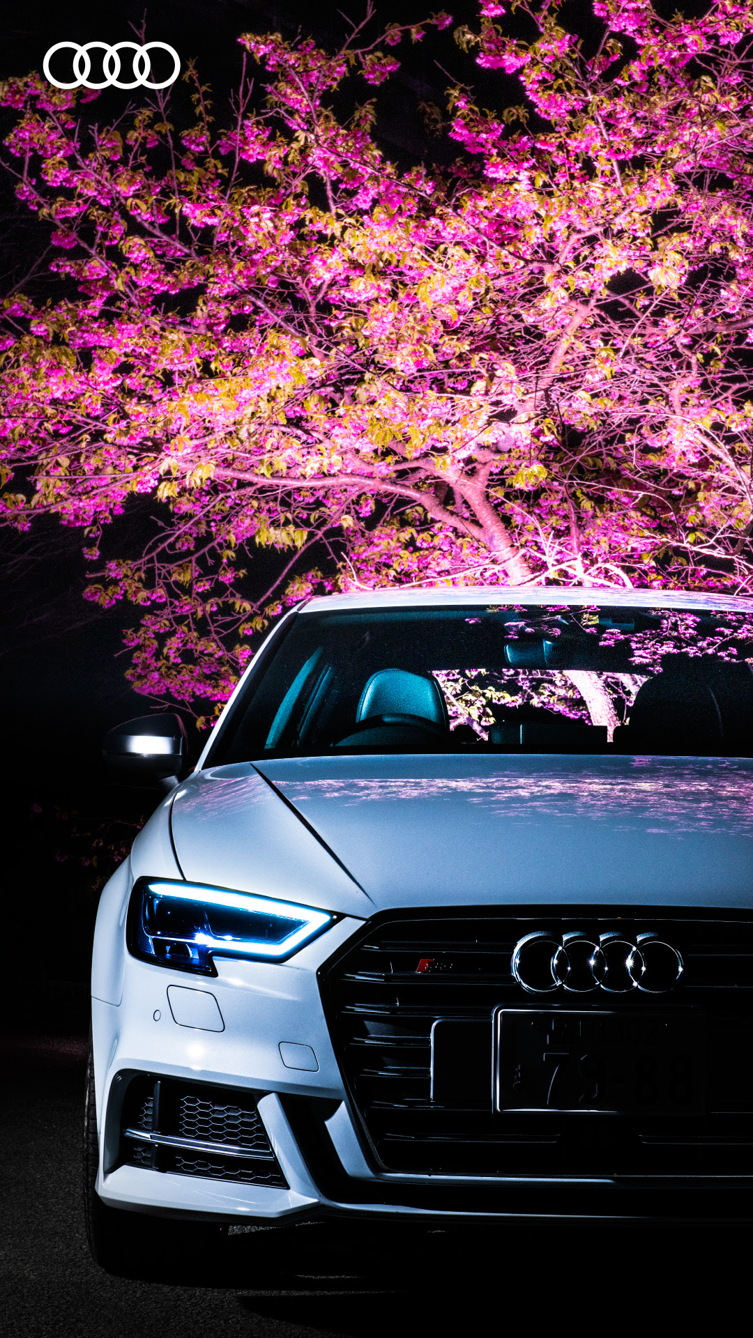 ラブリーaudi 壁紙 最高の花の画像